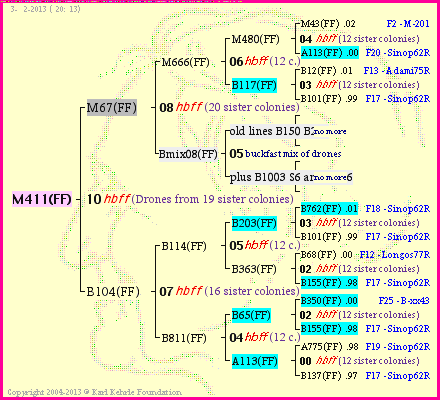 Pedigree of M411(FF) :
four generations presented