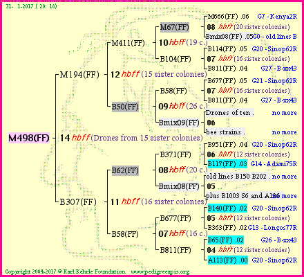 Pedigree of M498(FF) :
four generations presented