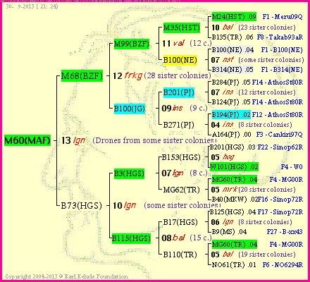 Pedigree of M60(MAF) :
four generations presented