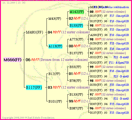 Pedigree of M666(FF) :
four generations presented