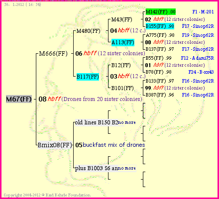 Pedigree of M67(FF) :
four generations presented