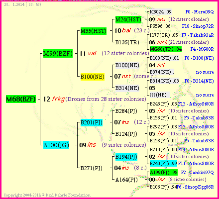 Pedigree of M68(BZF) :
four generations presented