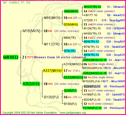 Pedigree of M81(CL) :
four generations presented
it's temporarily unavailable, sorry!