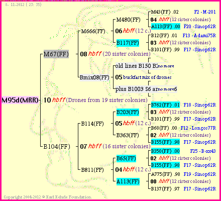 Pedigree of M95d(MRR) :
four generations presented