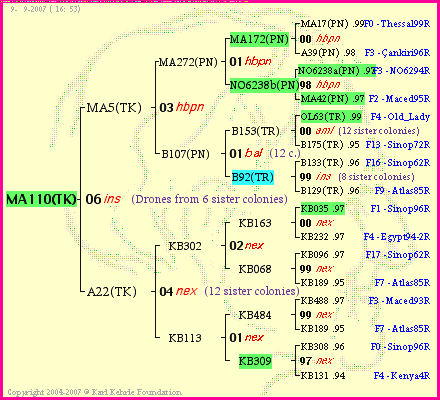 Pedigree of MA110(TK) :
four generations presented