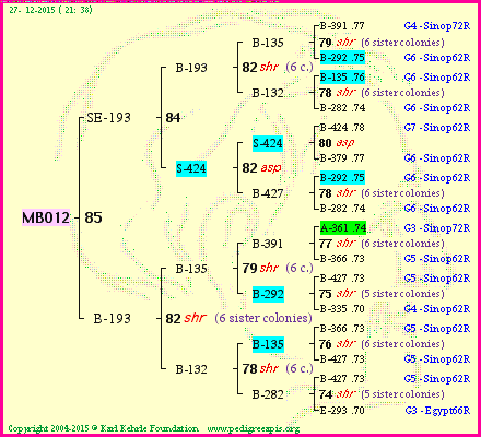 Pedigree of MB012 :
four generations presented