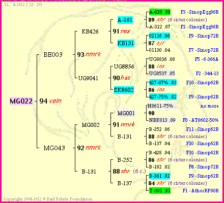 Pedigree of MG022 :
four generations presented