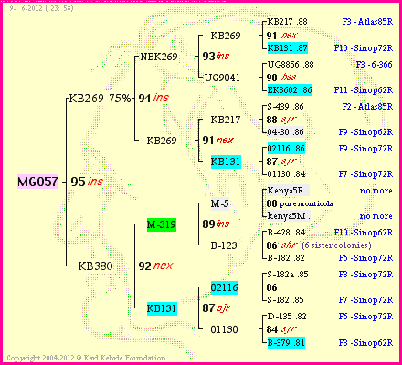 Pedigree of MG057 :
four generations presented