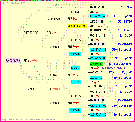 Pedigree of MG079 :
four generations presented