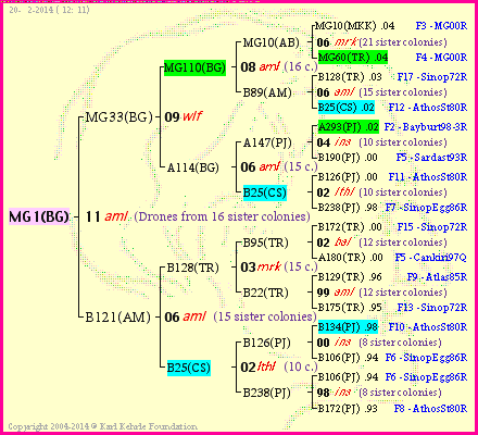 Pedigree of MG1(BG) :
four generations presented