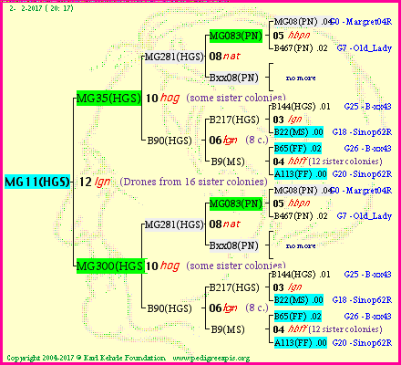 Pedigree of MG11(HGS) :
four generations presented