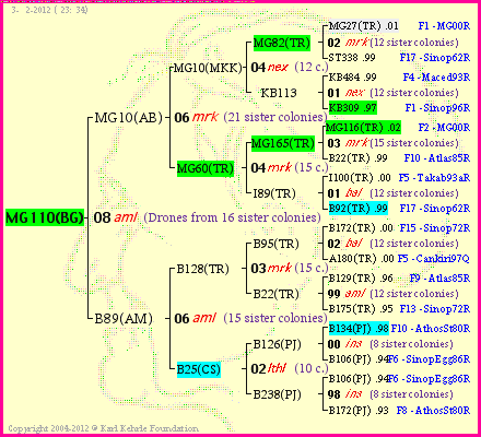 Pedigree of MG110(BG) :
four generations presented