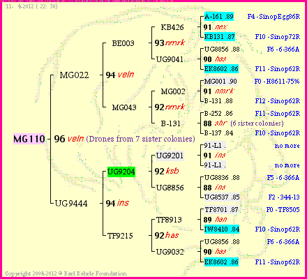 Pedigree of MG110 :
four generations presented