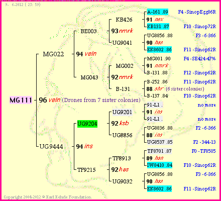 Pedigree of MG111 :
four generations presented