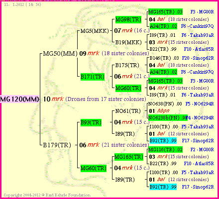 Pedigree of MG120(MM) :
four generations presented