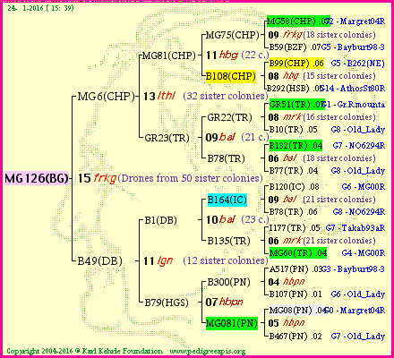 Pedigree of MG126(BG) :
four generations presented<br />it's temporarily unavailable, sorry!