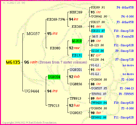 Pedigree of MG135 :
four generations presented