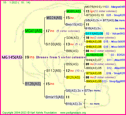 Pedigree of MG145(AS) :
four generations presented
it's temporarily unavailable, sorry!