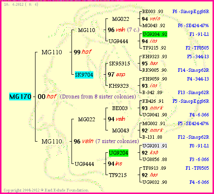 Pedigree of MG170 :
four generations presented