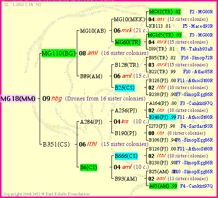 Pedigree of MG18(MM) :
four generations presented