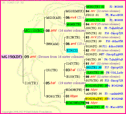 Pedigree of MG19(KDF) :
four generations presented