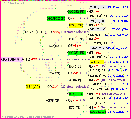 Pedigree of MG19(MAF) :
four generations presented