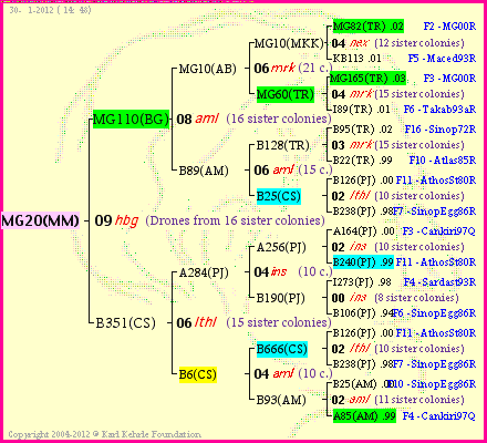 Pedigree of MG20(MM) :
four generations presented