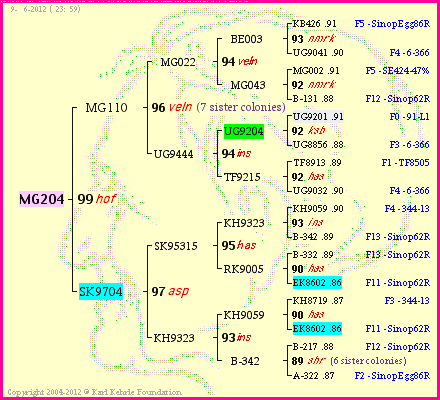 Pedigree of MG204 :
four generations presented