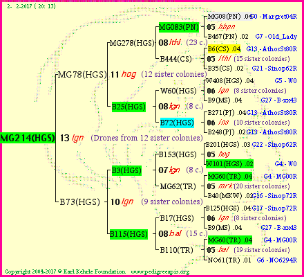 Pedigree of MG214(HGS) :
four generations presented