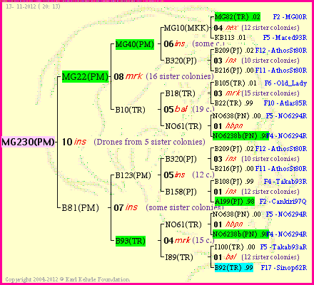 Pedigree of MG230(PM) :
four generations presented