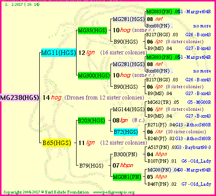 Pedigree of MG238(HGS) :
four generations presented