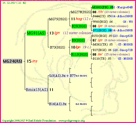 Pedigree of MG24(AS) :
four generations presented