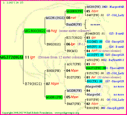 Pedigree of MG272(HGS) :
four generations presented