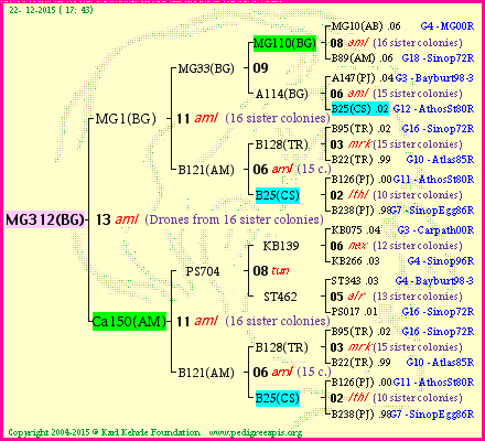 Pedigree of MG312(BG) :
four generations presented