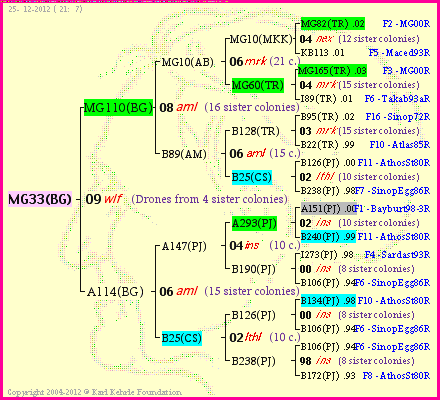 Pedigree of MG33(BG) :
four generations presented