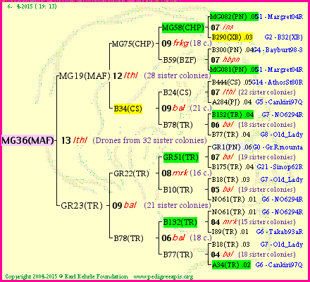 Pedigree of MG36(MAF) :
four generations presented