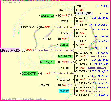 Pedigree of MG36(MKK) :
four generations presented