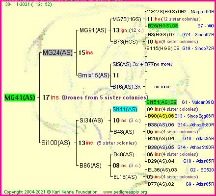 Pedigree of MG41(AS) :
four generations presented
it's temporarily unavailable, sorry!