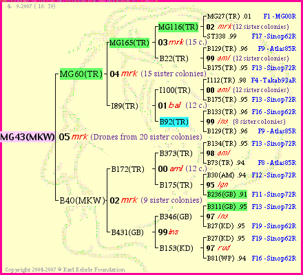 Pedigree of MG43(MKW) :
four generations presented