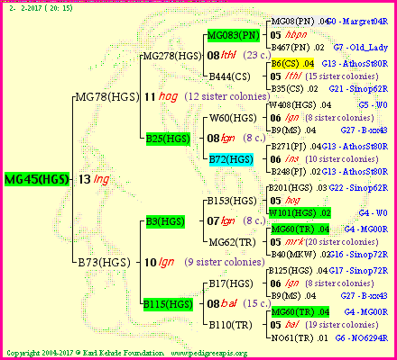 Pedigree of MG45(HGS) :
four generations presented