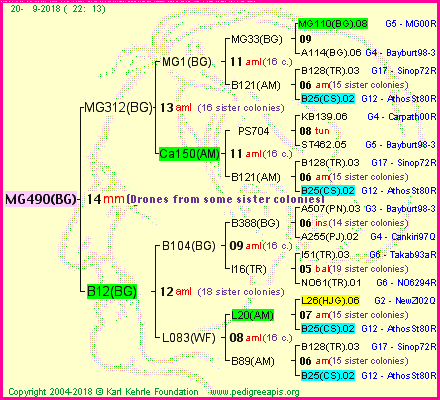 Pedigree of MG490(BG) :
four generations presented<br />it's temporarily unavailable, sorry!