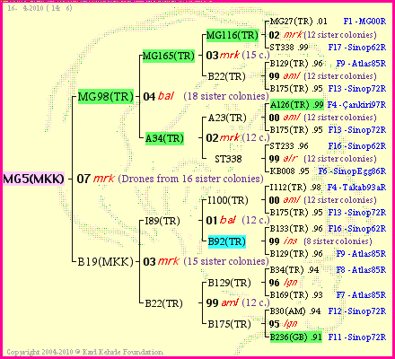 Pedigree of MG5(MKK) :
four generations presented