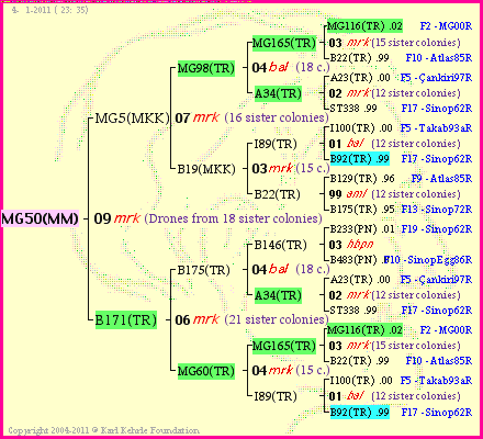 Pedigree of MG50(MM) :
four generations presented