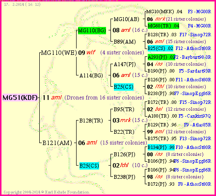 Pedigree of MG51(KDF) :
four generations presented