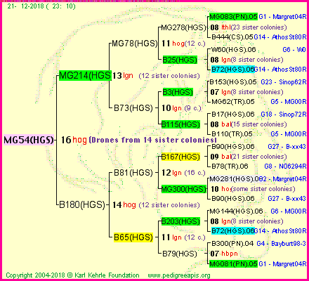 Pedigree of MG54(HGS) :
four generations presented<br />it's temporarily unavailable, sorry!