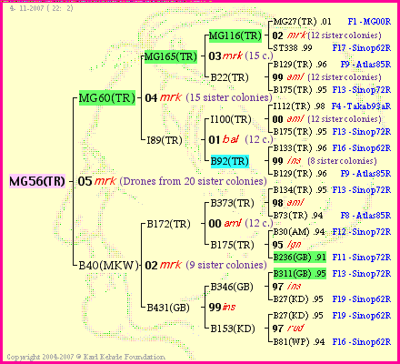 Pedigree of MG56(TR) :
four generations presented