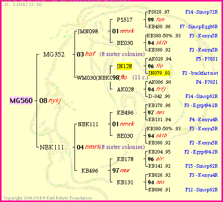 Pedigree of MG560 :
four generations presented