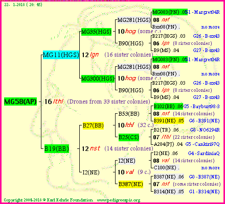 Pedigree of MG58(AP) :
four generations presented<br />it's temporarily unavailable, sorry!