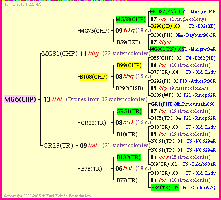 Pedigree of MG6(CHP) :
four generations presented