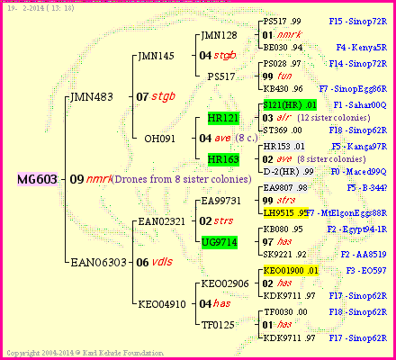 Pedigree of MG603 :
four generations presented